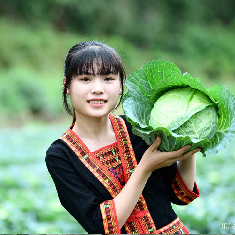 水果甘藍(lán)